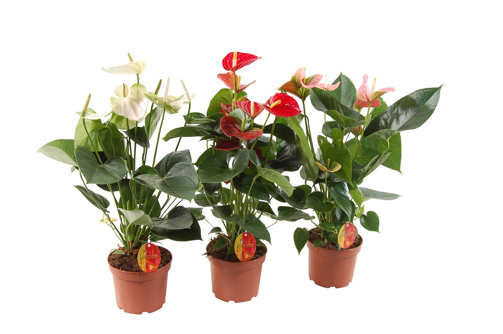 Planta Anthurium, diametru ghiveci 17 cm, inaltime 70 cm, 3 modele